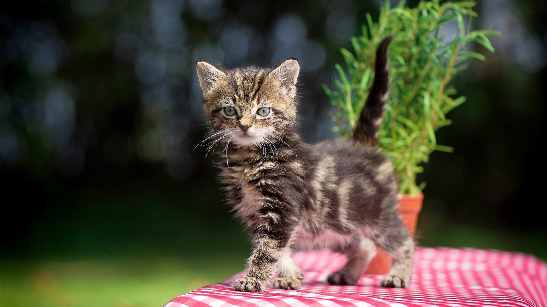 开云网站-【水手登顶西区】罗德里格斯爆发带队迎来七连胜，罗德里格斯j罗